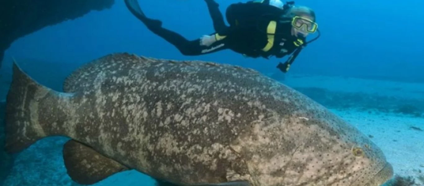 Βίντεο: Όταν ο «κυνηγός» γίνεται «τροφή» - Σφυρίδα καταβροχθίζει καρχαρία